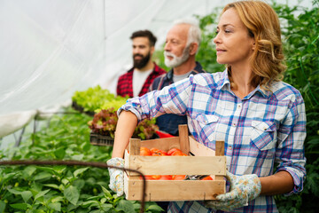 Team of multicultural male and female farmers harvesting and working in organic farm