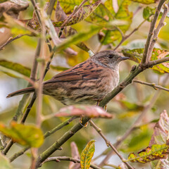 Dunnock on Branch