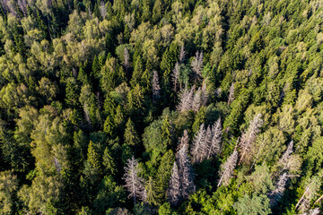 Aerial view of picturesque forest thickets with coniferous and deciduous trees