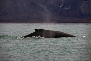 Fototapeta premium Whale