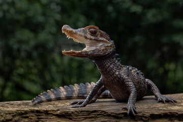 Smooth-fronted Caiman (Paleosuchus trigonatus), also known as Schneider's Dwarf Caiman, is a small crocodilian from South America. 