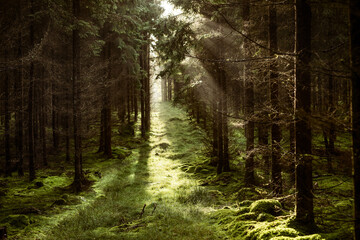 Magischer Wald Pfad mit Sonnenstrahlen zwischen Nadelbäumen