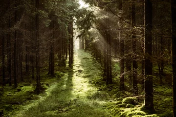Foto op Plexiglas Magischer Wald Pfad mit Sonnenstrahlen zwischen Nadelbäumen © Carola Stober