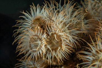 Sagartia elegans, the elegant anemone, is a species of sea anemone in the family Sagartiidae