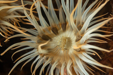 Sagartia elegans, the elegant anemone, is a species of sea anemone in the family Sagartiidae