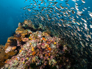 Beautiful tropical coral reef with soft corals in Andaman sea in Thailand with school of fish underwater scene. Liveaboard Scuba diving with crystal clear water. Flowery Soft Corals with small fish.