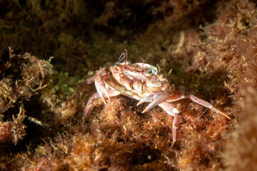 Crab (Liocarcinus depurator) in natural habitat