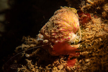 Pagurus prideaux is a species of hermit crab in natural habitat