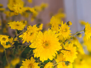 Yellow flowers background, Yellow chrysanthemums daisy flower background, Yellow flower blooming chrysanthemum background