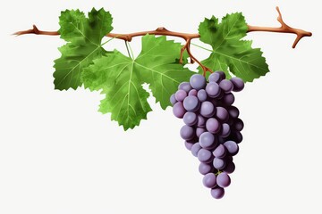 Grapevines Isolated