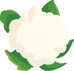 Cauliflower isolated on transparent background, Cauliflower vector icon
