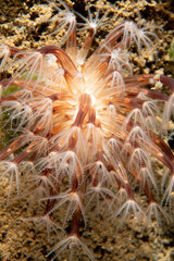 Seapencil (Veretillum cynomorium) in natural habitat