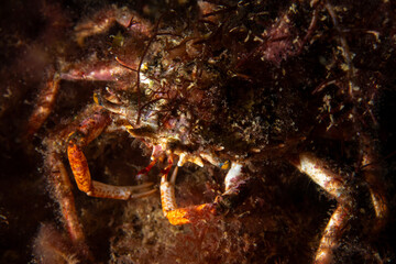 Lesser spider crab (Maja crispata) in natural habitat