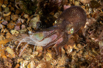 The Bobtail Squid Eating Shrimp