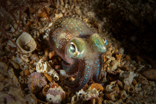 The Bobtail Squid Eating Shrimp
