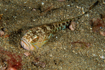Obraz na płótnie Canvas Weeverfish are nine extant species of fishes of family Trachinidae