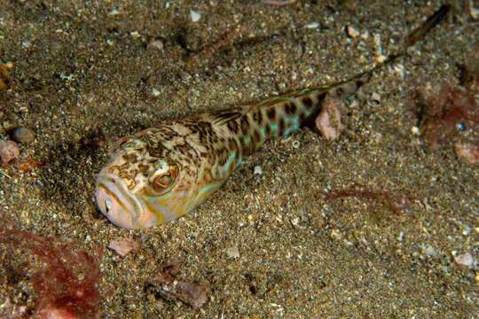Weeverfish are nine extant species of fishes of family Trachinidae