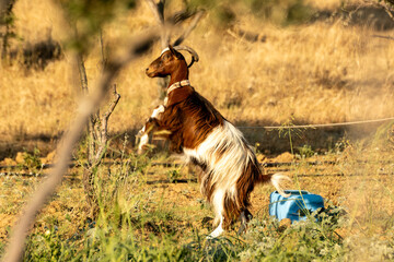 Goat in nature in its ordinary life