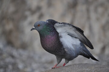 close-up dove raised its wings