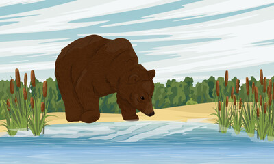 A brown bear drinks water from a clean lake with a sandy shore. Wild animals in summer. Realistic vector landscape