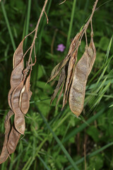 Fruchtschoten der Robinie, Scheinakazie, Robinia pseudacadia