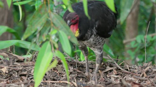 Australian brush turkey scraping and tending its mound in the forest in Australia in slow motion