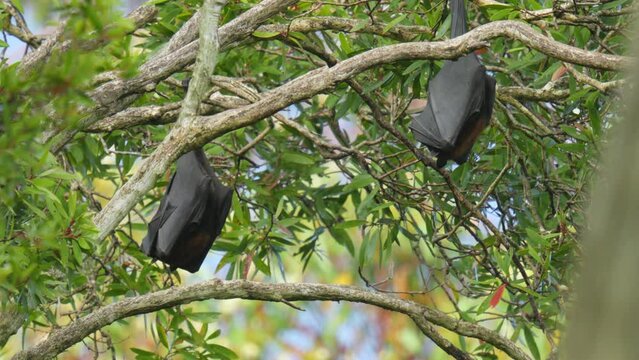 Two giant bats known as flying foxes sleep in a tree during the day
