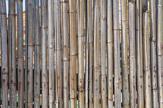 Fence built with spanish cane stems