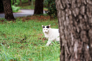 キャンプ場の野良猫