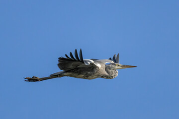Grey Heron - Ardea cinerea, large common gray heron