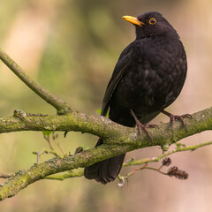 blackbird on a branch