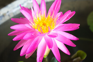 pink water lily, beautiful advertising background concept