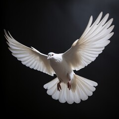 Fototapeta premium White Dove in Classic Style Flight on White Background