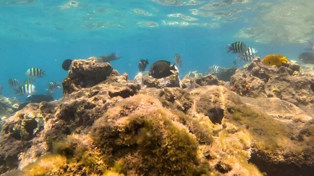 Underwater Life of a Red Sea. Fishes. Ocean Life. Diving shot picturesque seascape of an underwater fantastic coral reef with colorful tropical fish. 