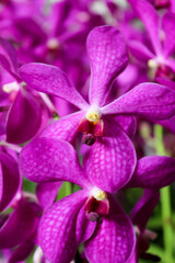 purple orchid flower