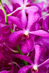 purple orchid flower,
Exporting orchids is a good business.