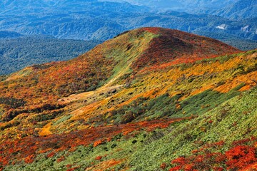 神の絨毯と呼ばれる紅葉栗駒山