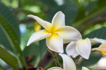 white frangipani flower