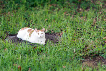 城南島海浜公園の野良猫