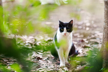 城南島海浜公園の野良猫