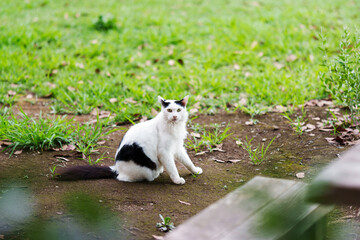 城南島海浜公園の野良猫