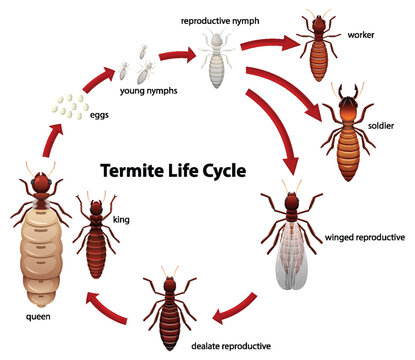 Termite Life Cycle Study: A Cartoon Illustration