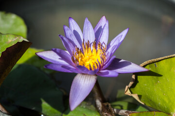 purple lotus flower