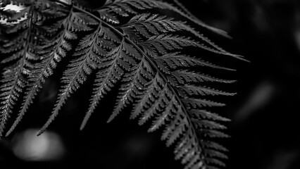 Silver Fern Leaf Background. Nature Background. Macro Photography. Closeup