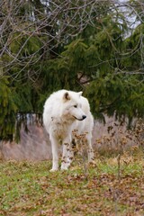 white wolf in the forest