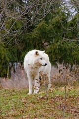 Obraz premium white wolf in the forest