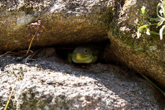 The head of a large lizard hiding in a crack in the rocks.