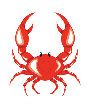 Red crab isolated icon on white background. Vector illustration.