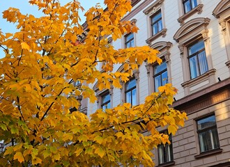 autumn in the city. maple with yellow leaves on the background of a residential multi-storey...