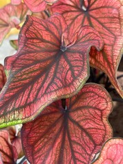 Picture of red leaves with green stripes colorful bonsai tree